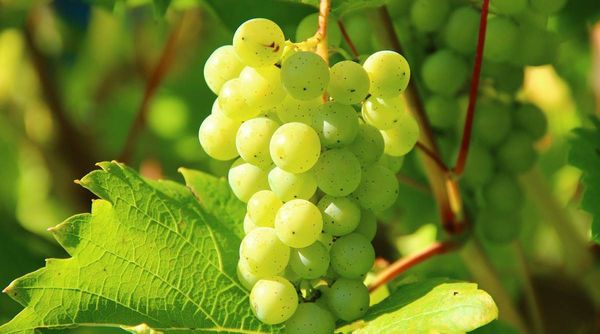 Poetic Perspectives: “Sour Grapes”