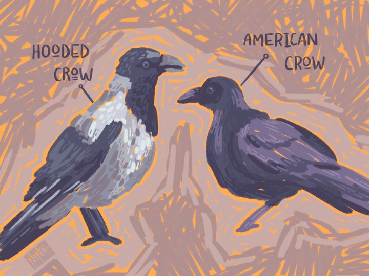Birding at Amherst: Crows, Coops, and Cameras